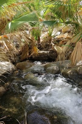Andreas Creek Indian Canyons. Photo: Kate Anderson/ Agua Caliente Band of Cahuilla Indians